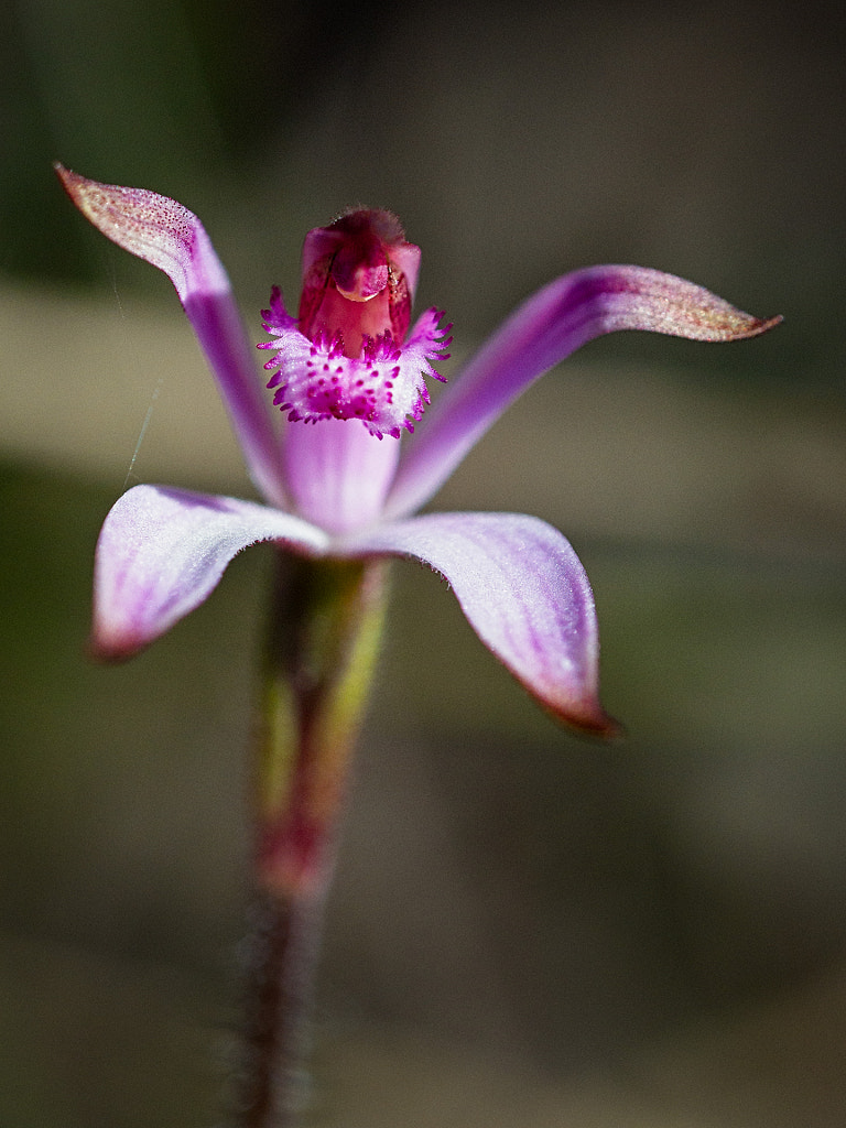 Pink Candy Orchid by Paul Amyes on 500px.com