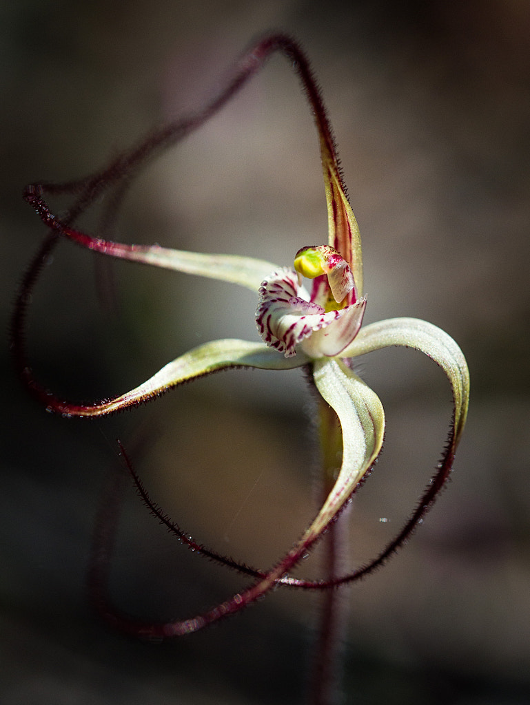 Chameleon Spider Orchid by Paul Amyes on 500px.com