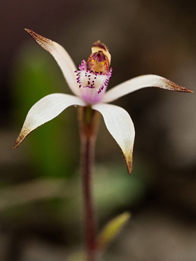 Sugar Candy Orchid by Paul Amyes on 500px.com