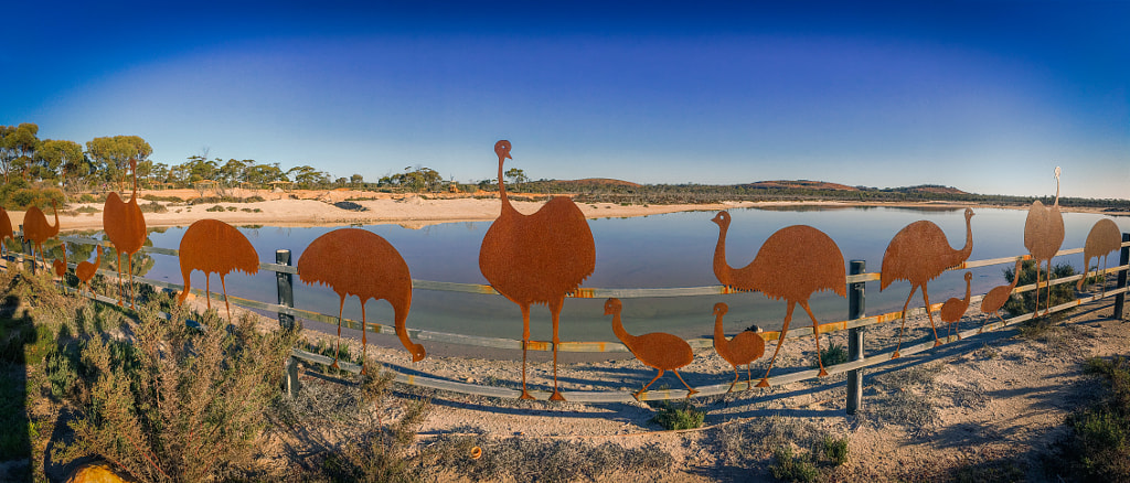Emu Fence by Paul Amyes on 500px.com