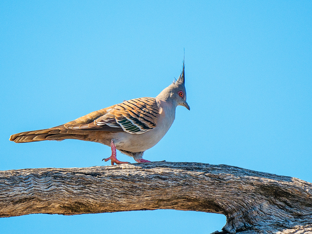 Crested Pigeon by Paul Amyes on 500px.com