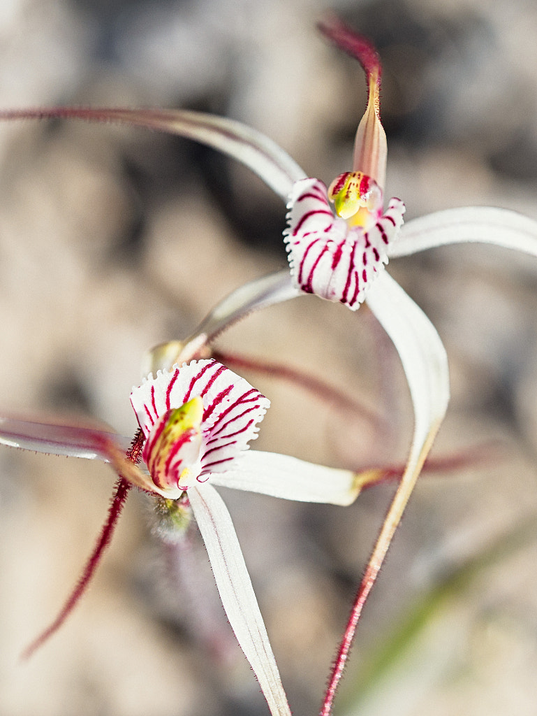 Lets Dance by Paul Amyes on 500px.com