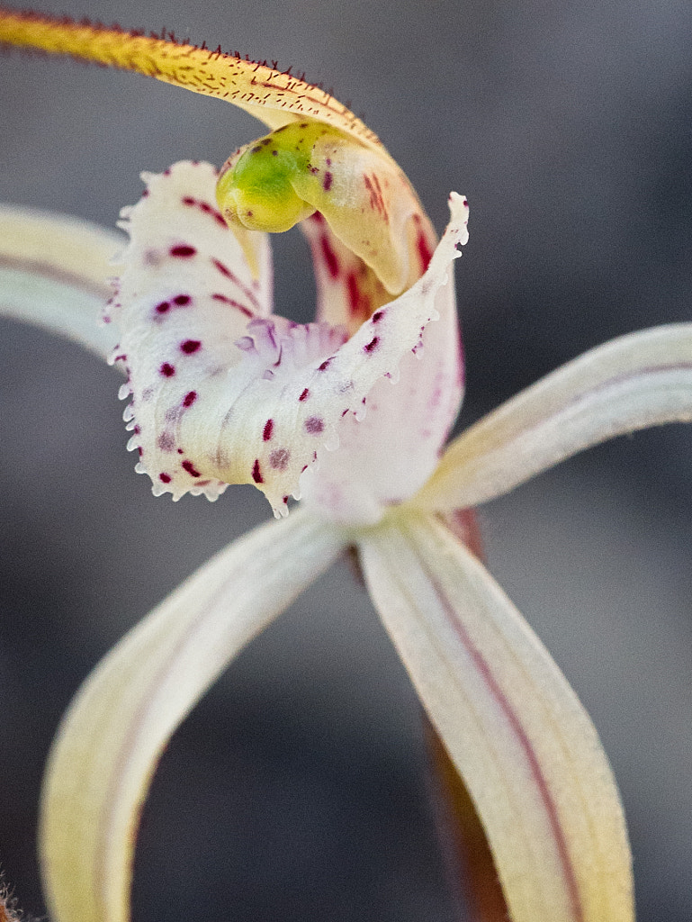 Yellow Spider Orchid by Paul Amyes on 500px.com