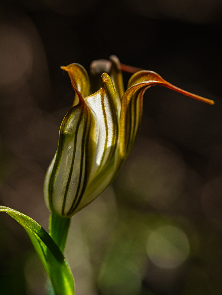 Recurved Shell Orchid by Paul Amyes on 500px.com