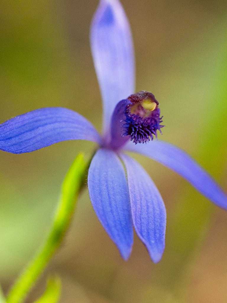 Blue Beard by Paul Amyes on 500px.com