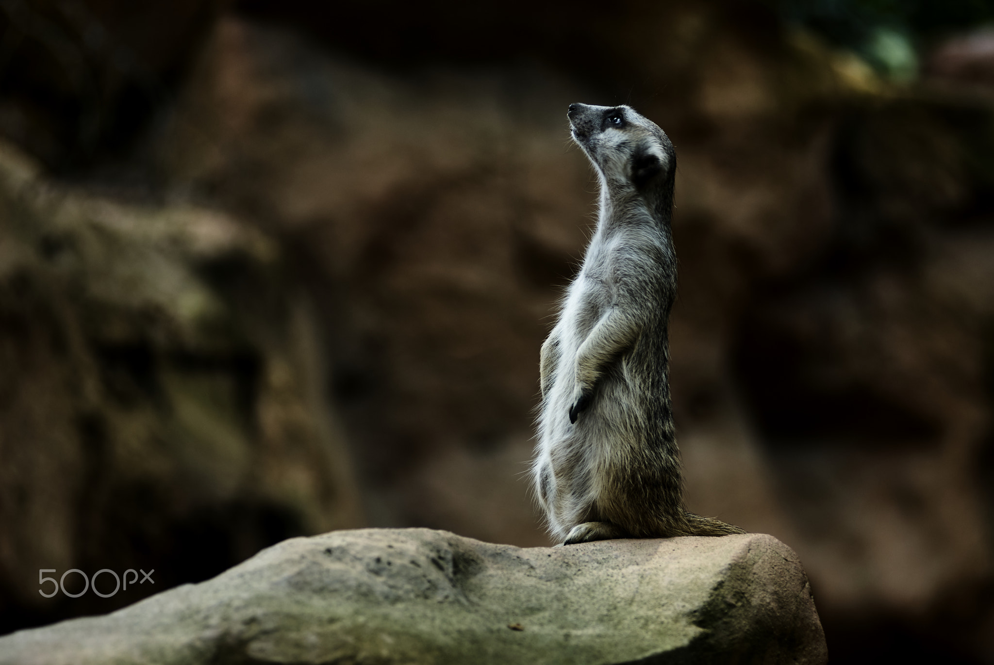 Meerkat 狐獴