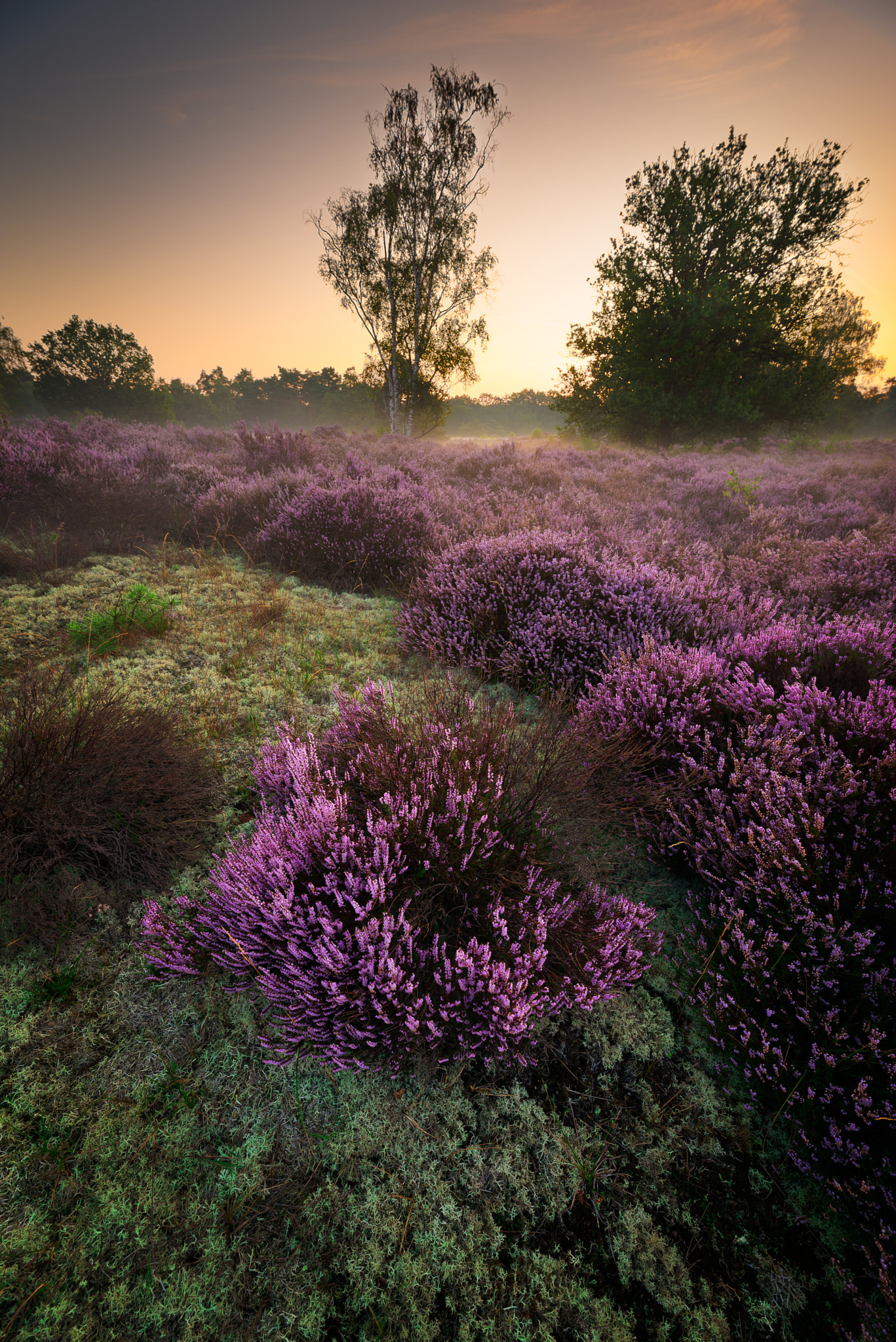 Heather in morning light