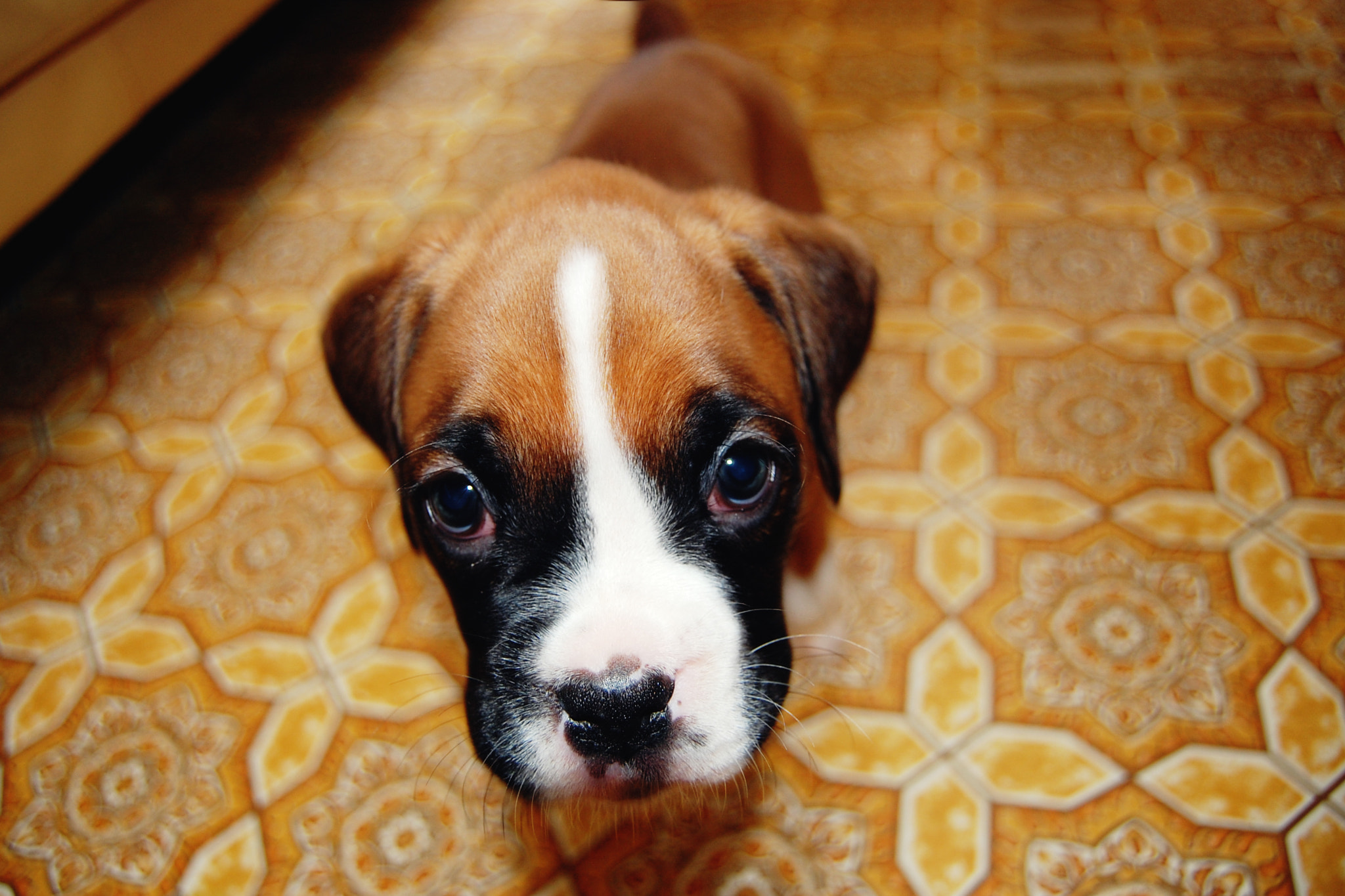 Boxer
