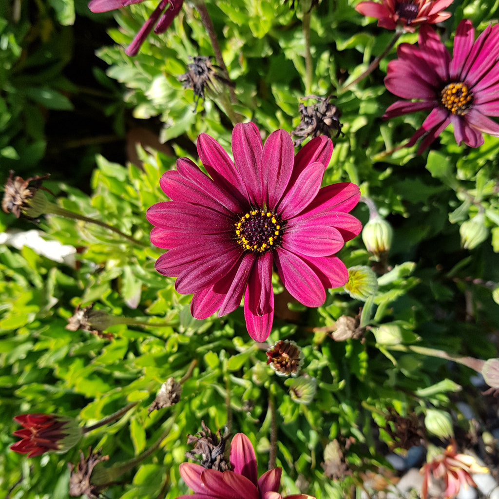 Burgundy Beauty by Elizabeth Fitzgerald on 500px.com