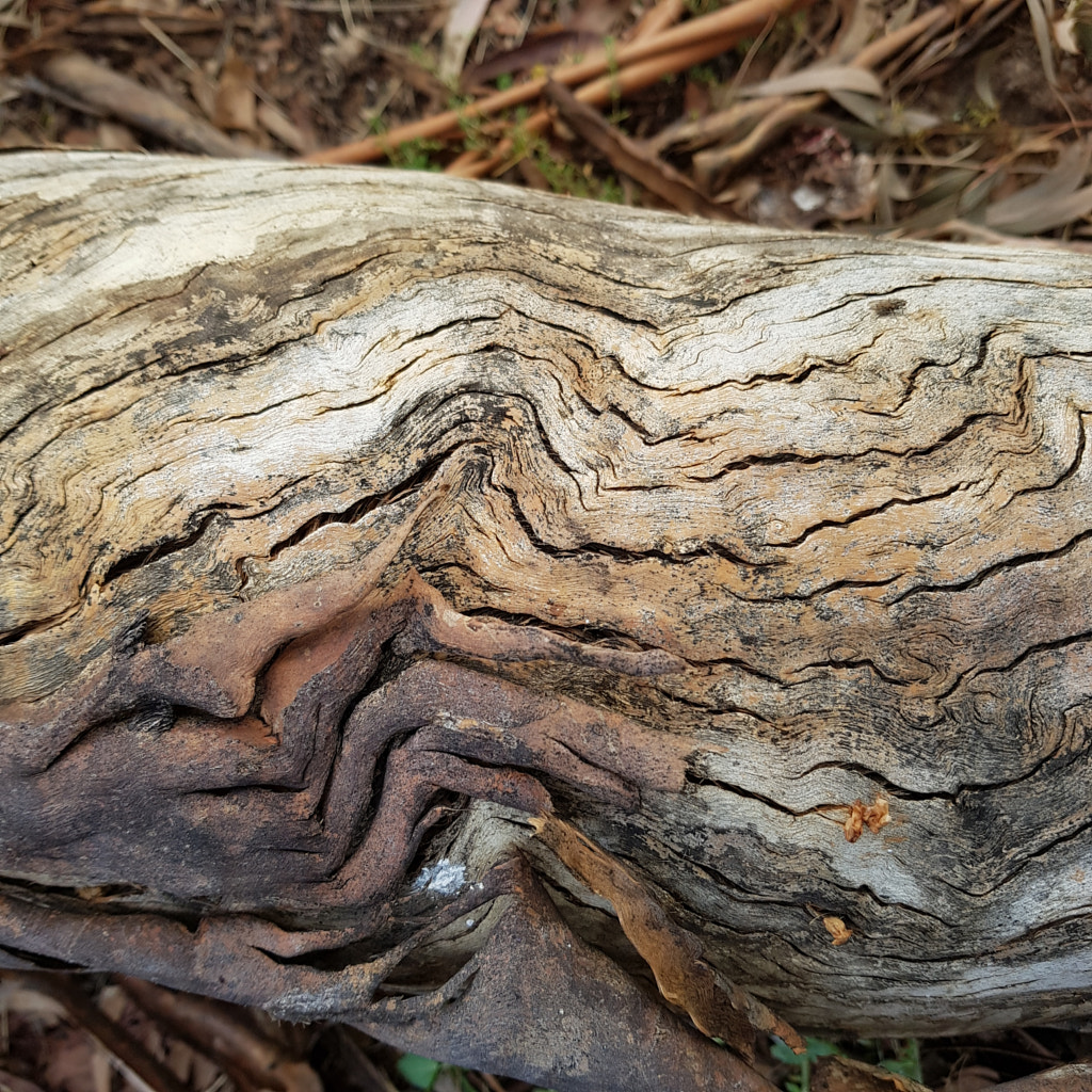 Twists and Cracks by Elizabeth Fitzgerald on 500px.com