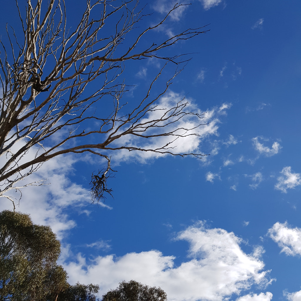 Strange Foliage by Elizabeth Fitzgerald on 500px.com
