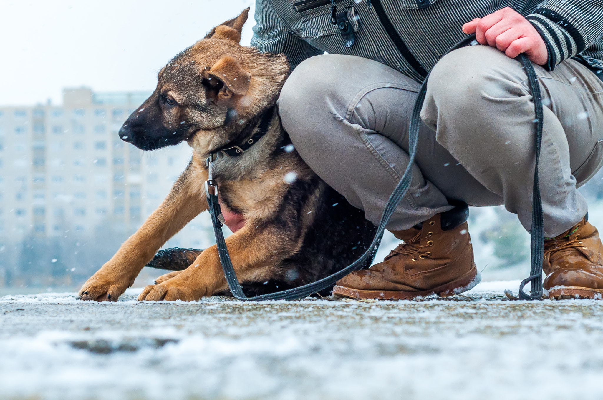 german shepherd training