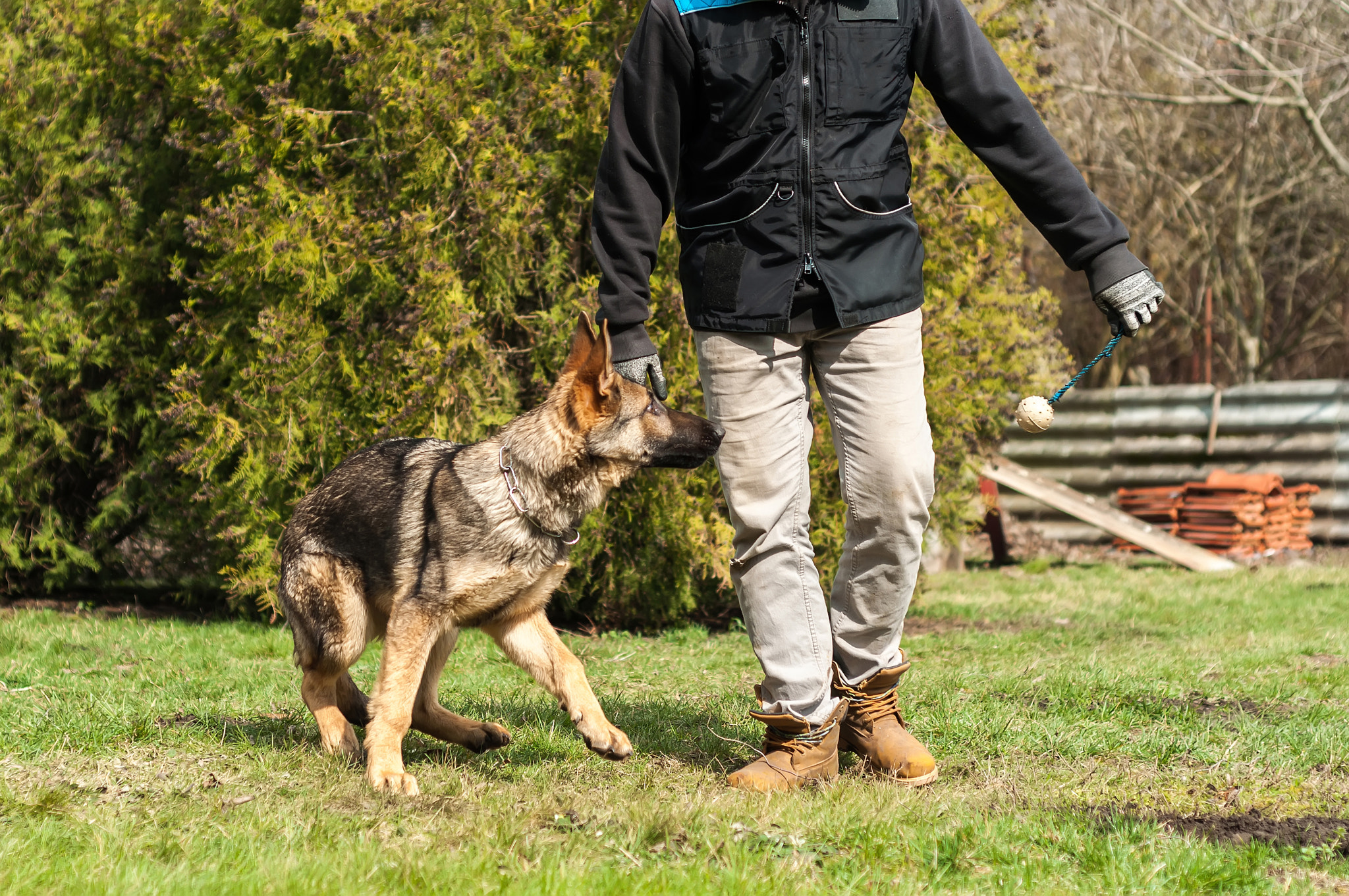 german shepherd training