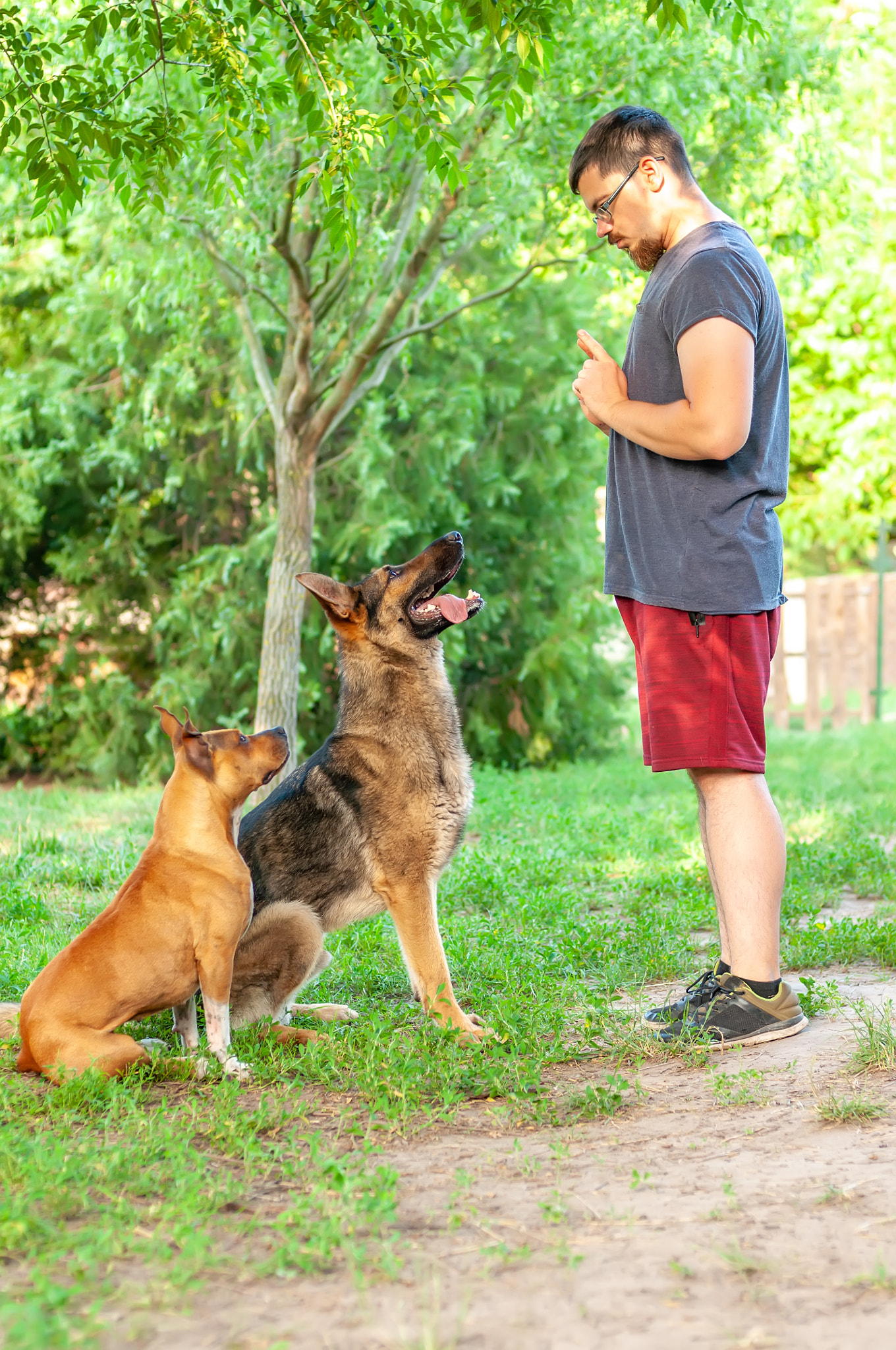 german shepherd training