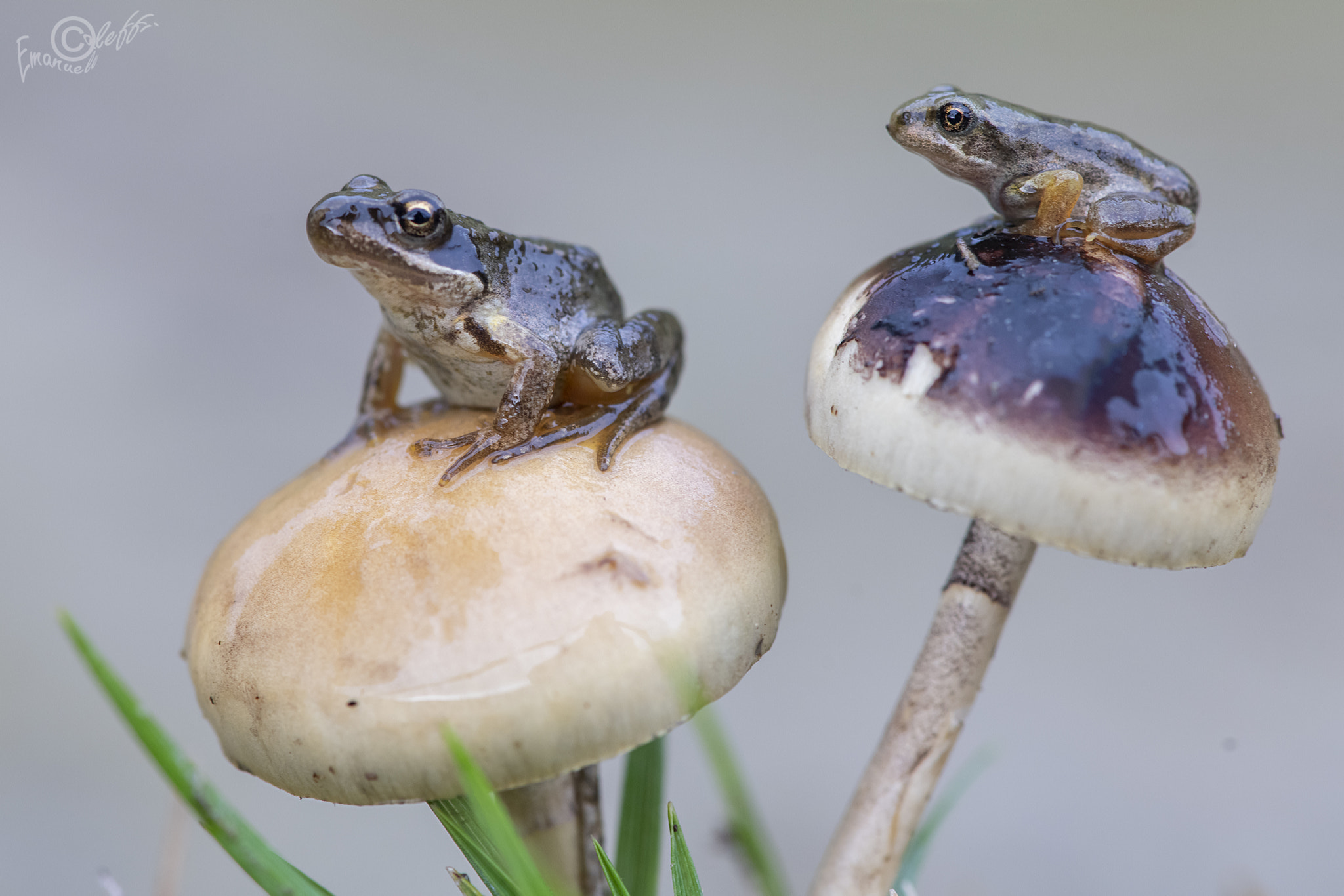 the frogs on the mushrooms by EMANUELE CALEFFI / 500px