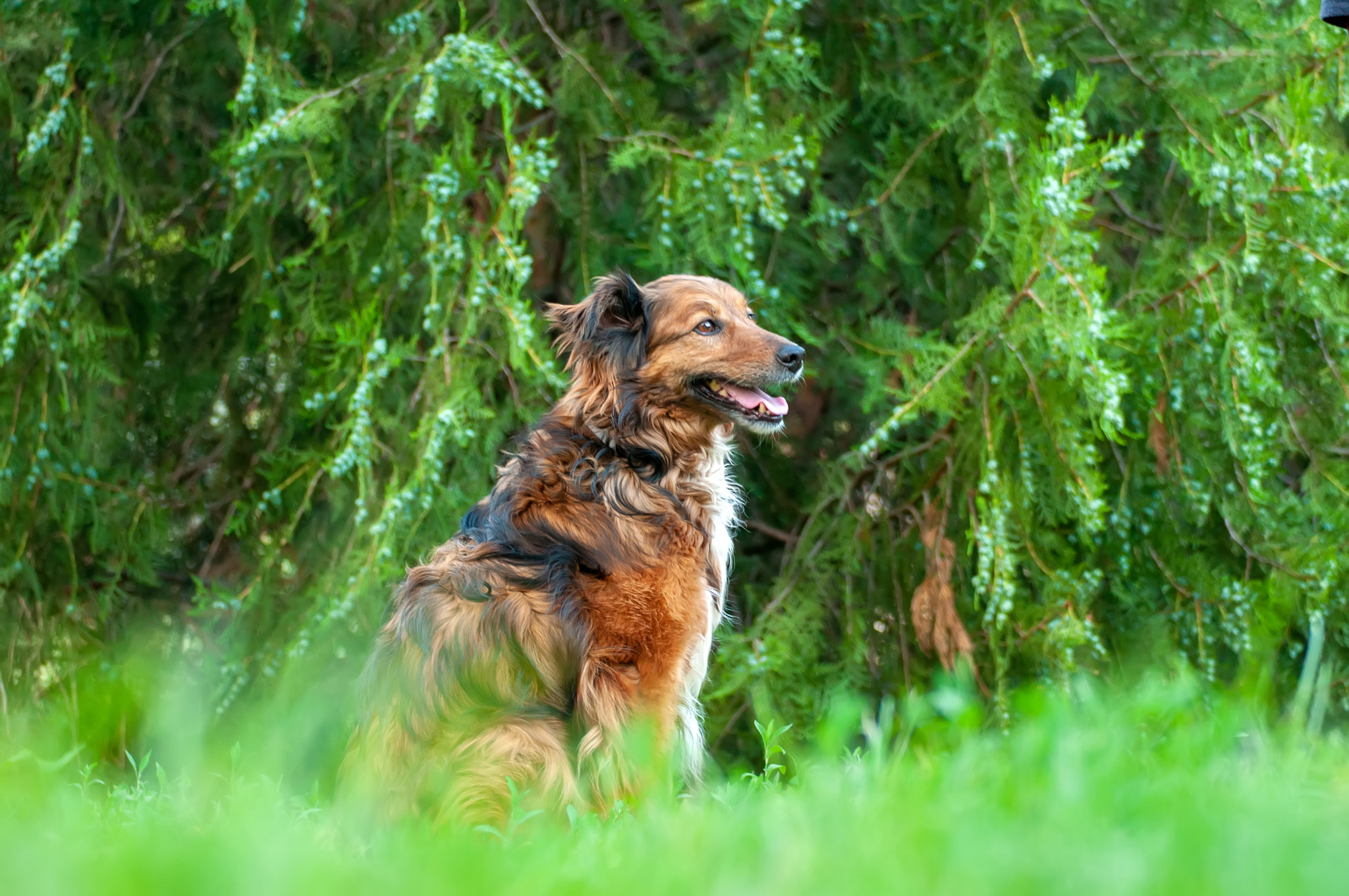 german shepherd