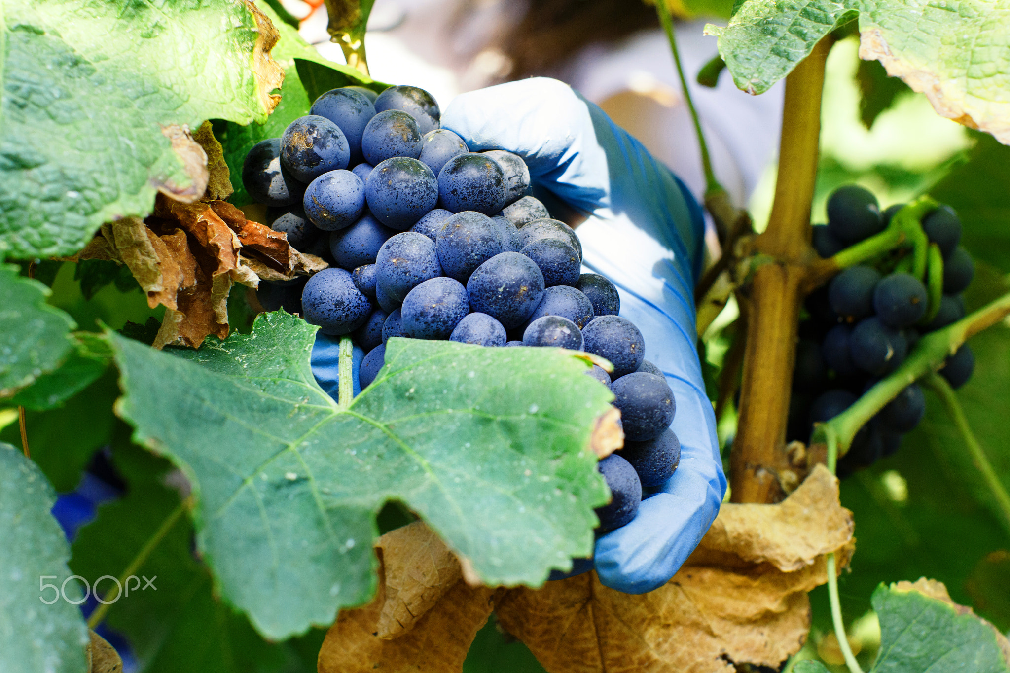 Man cutting white grapes with shears
