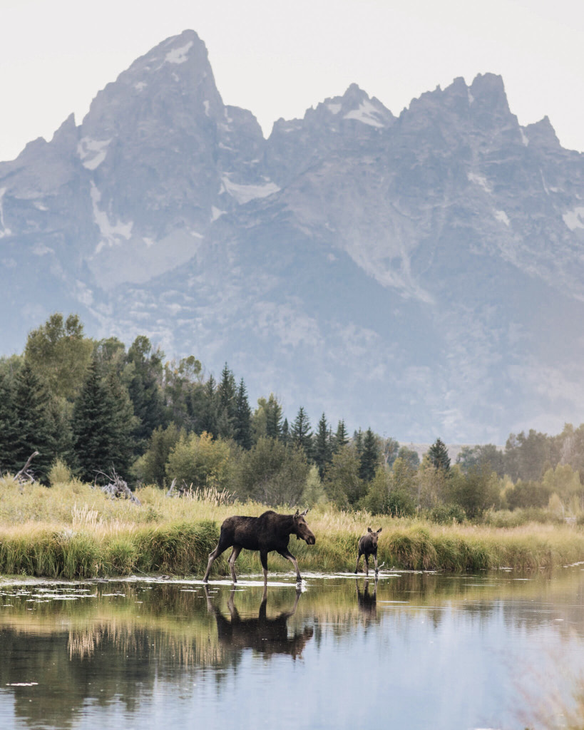 Mother and Calf.  by Tanner Wendell Stewart on 500px.com