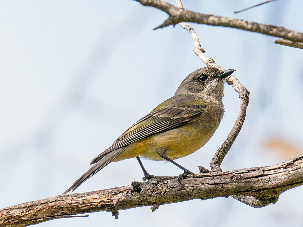 Western Whistler by Paul Amyes on 500px.com