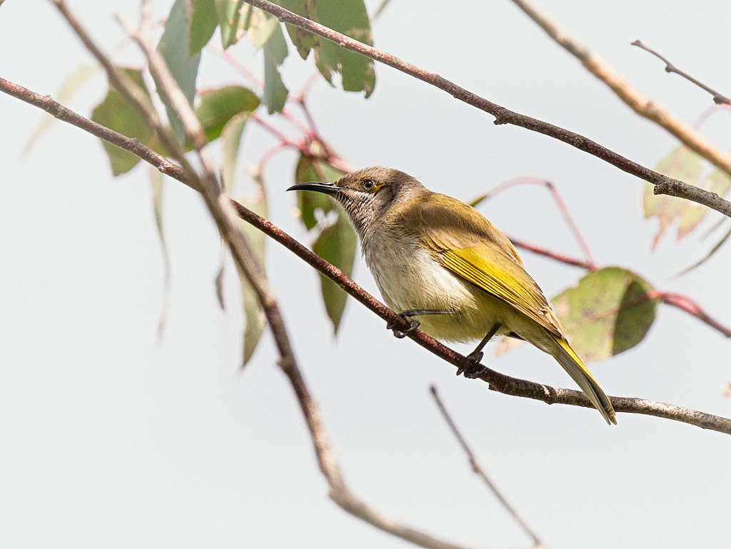 Brown Honeyeater by Paul Amyes on 500px.com