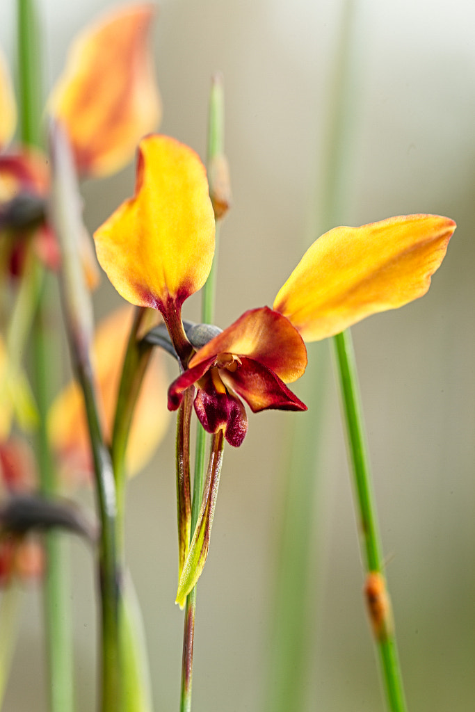 Winter Donkey Orchid by Paul Amyes on 500px.com