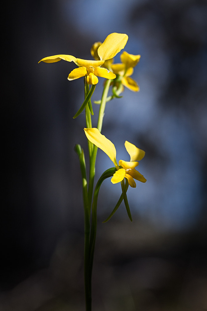 Common Donkey Orchid by Paul Amyes on 500px.com