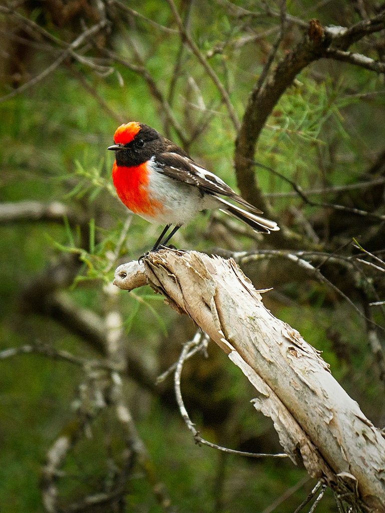 Red Capped Robin by Paul Amyes on 500px.com