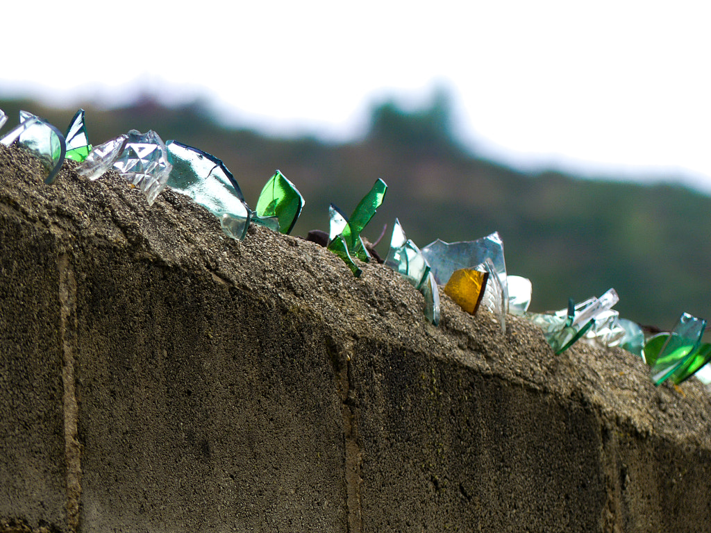 Brillante protección by Javier Pascual on 500px.com