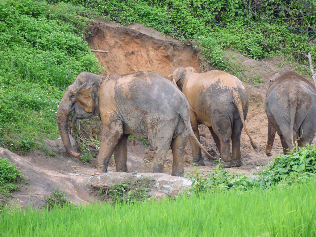 Wild Thai elephants by Yves LE LAYO on 500px.com