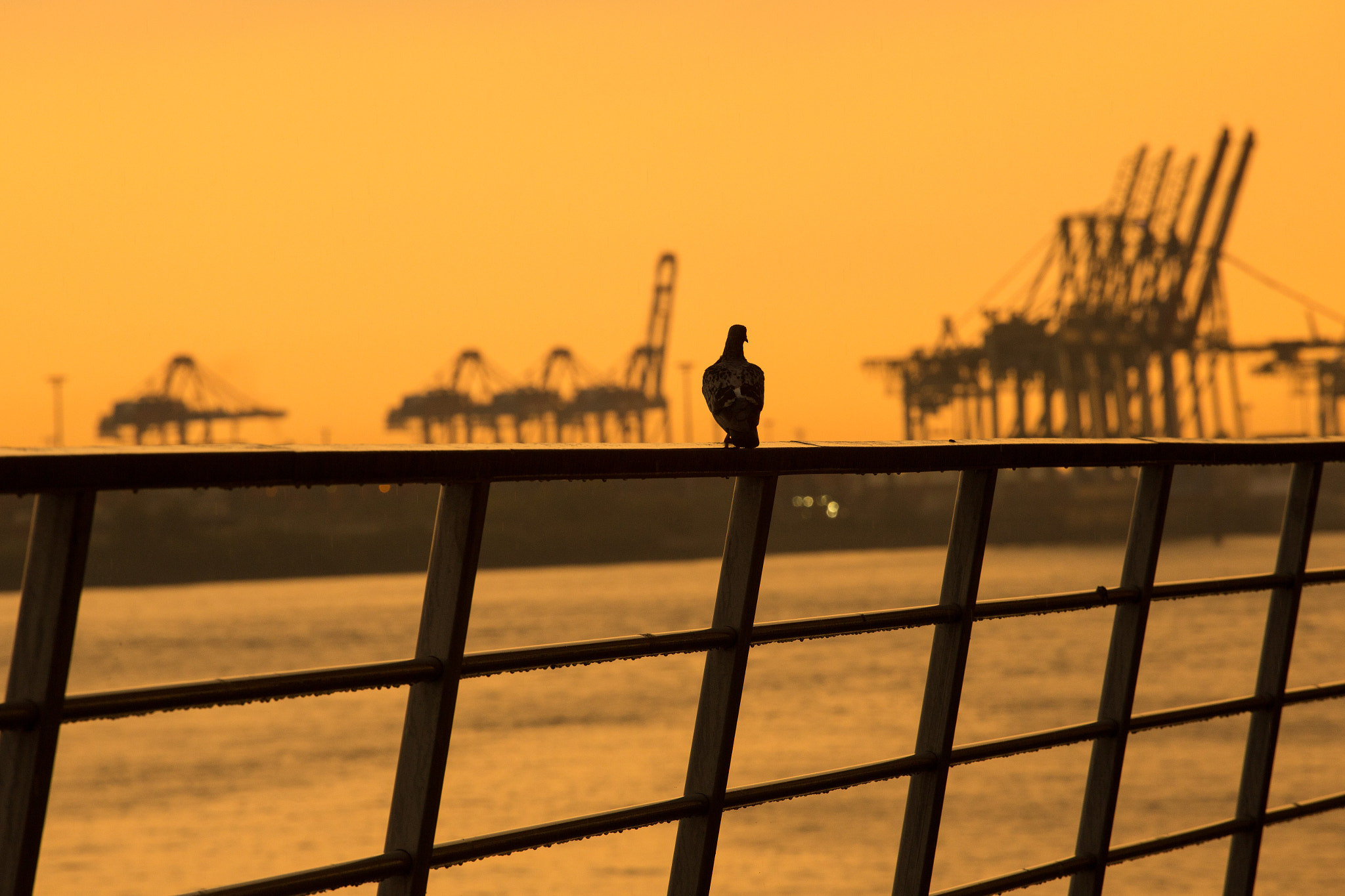 # Golden Docks # ------ Hamburg Germany