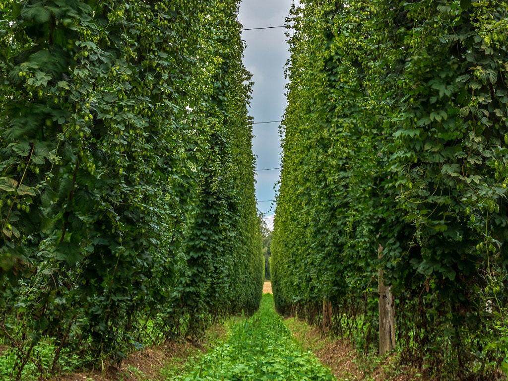 Bavarian Original and traditional Hop garden by Wolfgang Hauke on 500px.com