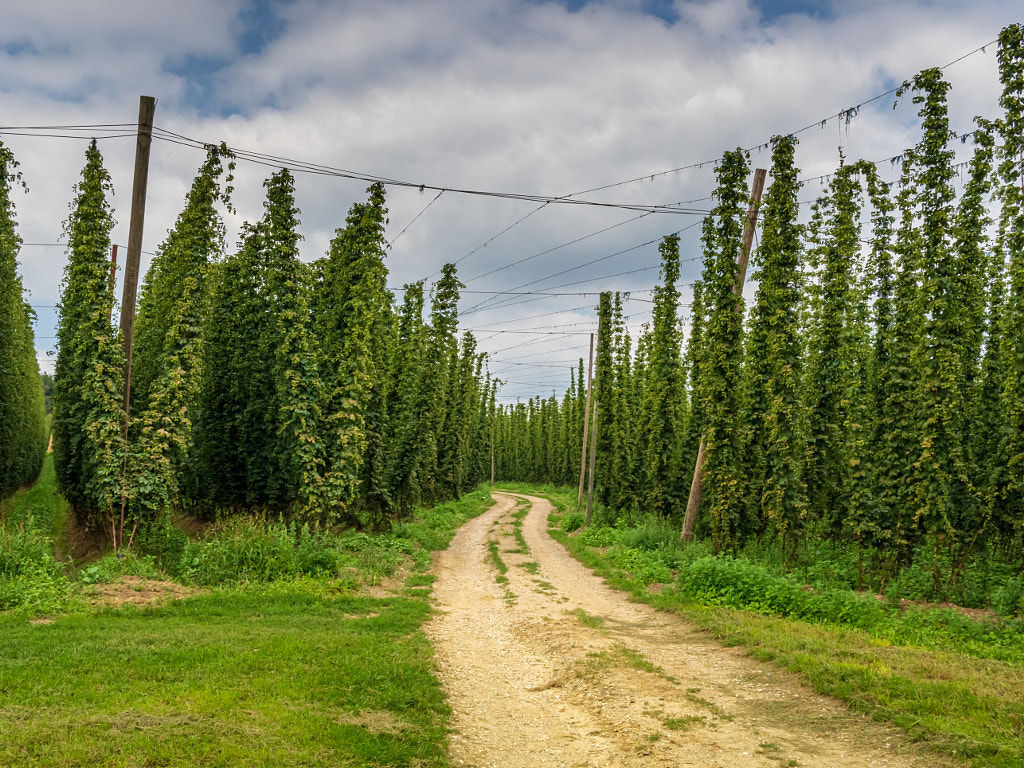 Bavarian Original and traditional Hop garden by Wolfgang Hauke on 500px.com