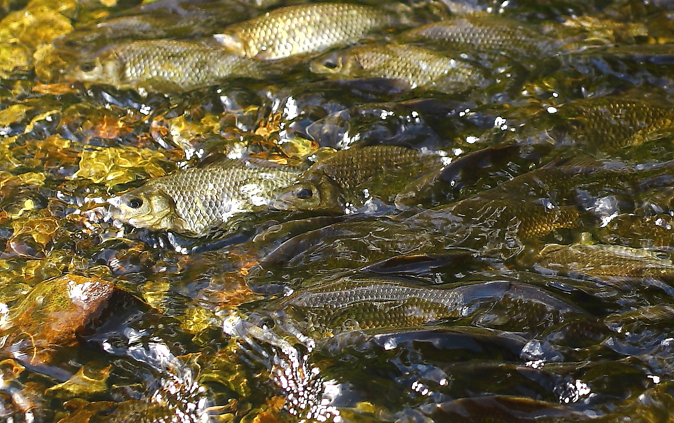 v2?sig=a7b5c355df88961aa620f67157ad1a9afc15ed209591f1d7c23c12b5ca1673e4