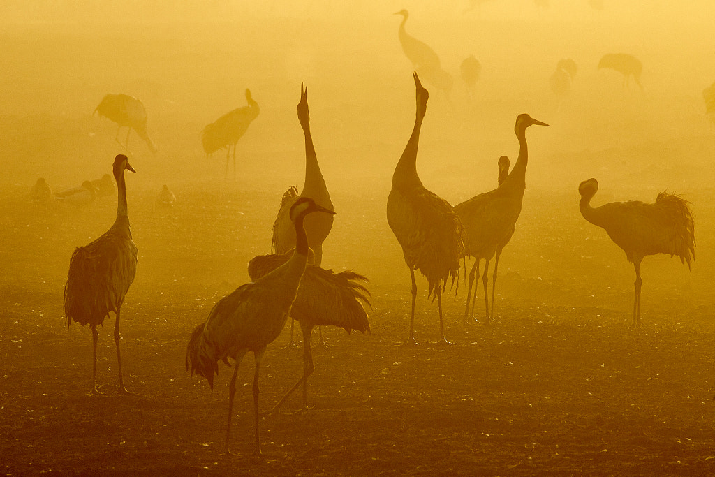 Cranes in the morning haze by Adam Rubinstein on 500px.com