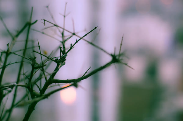 Canon EOS 5D Mark II + ZEISS Planar T* 50mm F1.4 sample photos