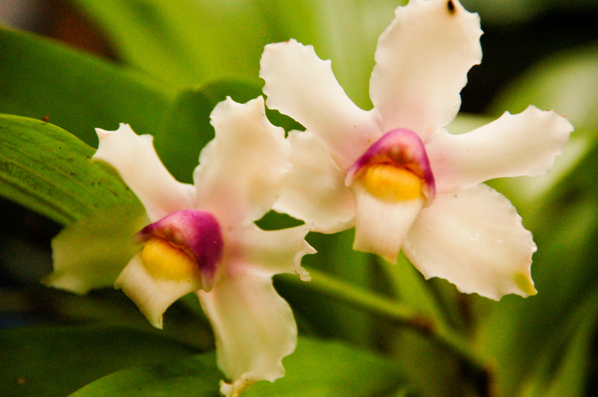Nikon D50 + Sigma 18-200mm F3.5-6.3 DC sample photo. Orchids photography