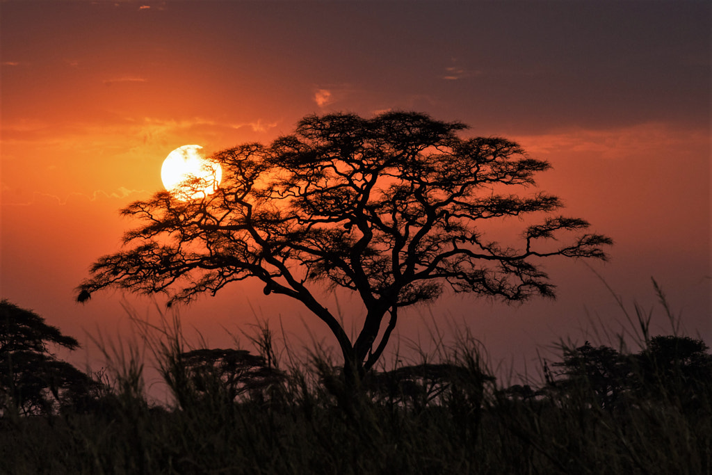 Serengeti by Brando Bellò on 500px.com
