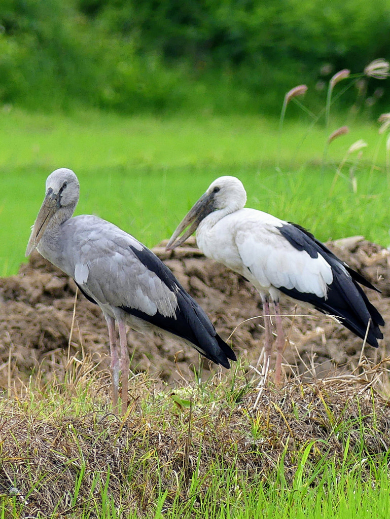 Asian storks by Yves LE LAYO on 500px.com