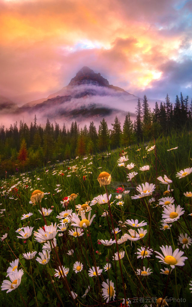 那些花儿 Wild flowers in Rockies by 云卷云舒 fywPhoto  on 500px.com