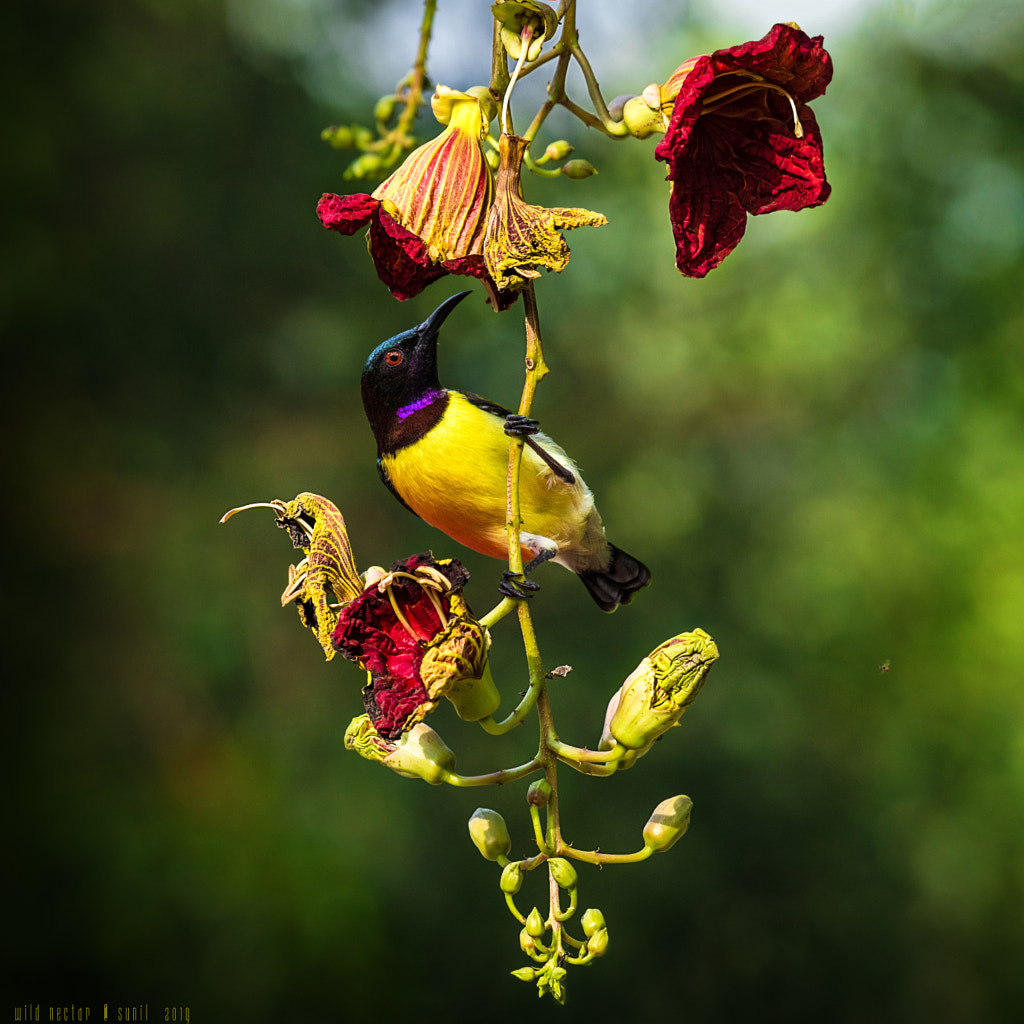 Wild Nectar ! by Sunil  on 500px.com