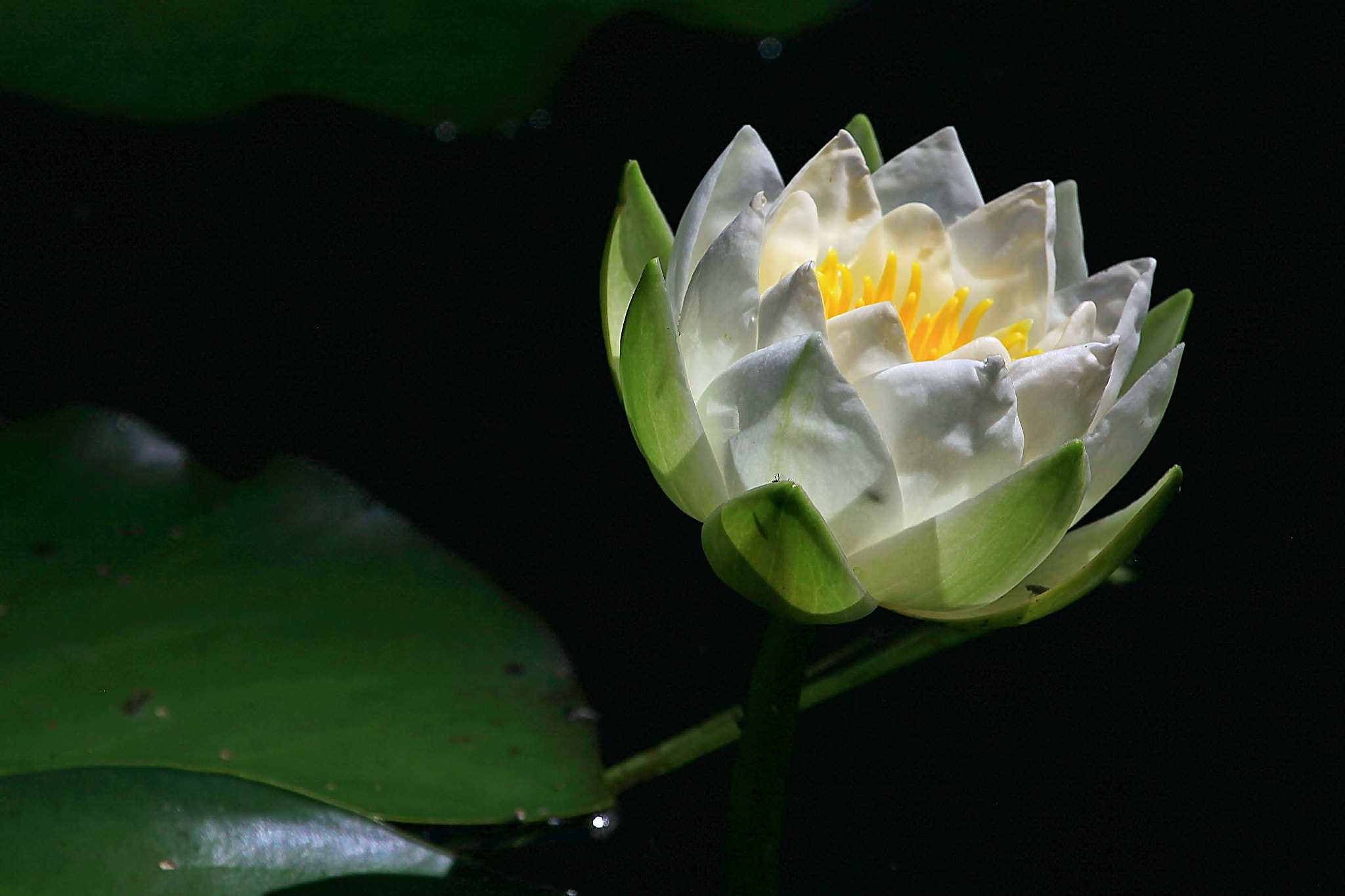 Seerose in weiss