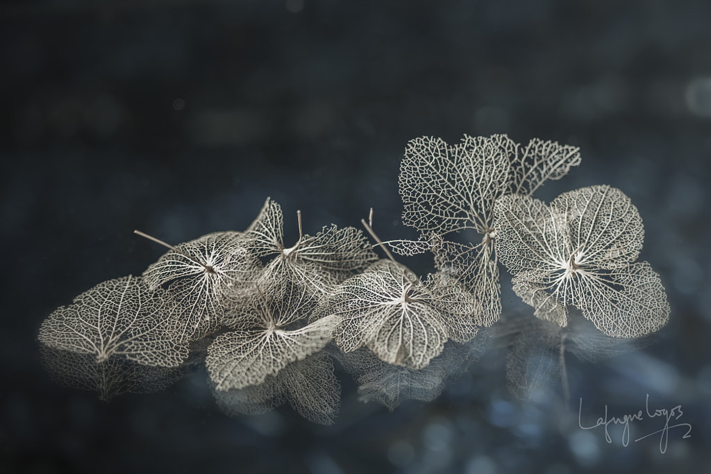 Remaining fragments  by Lafugue Logos on 500px.com