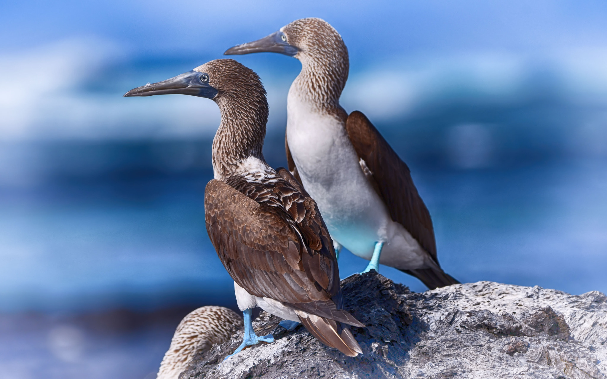 Blue foot booby