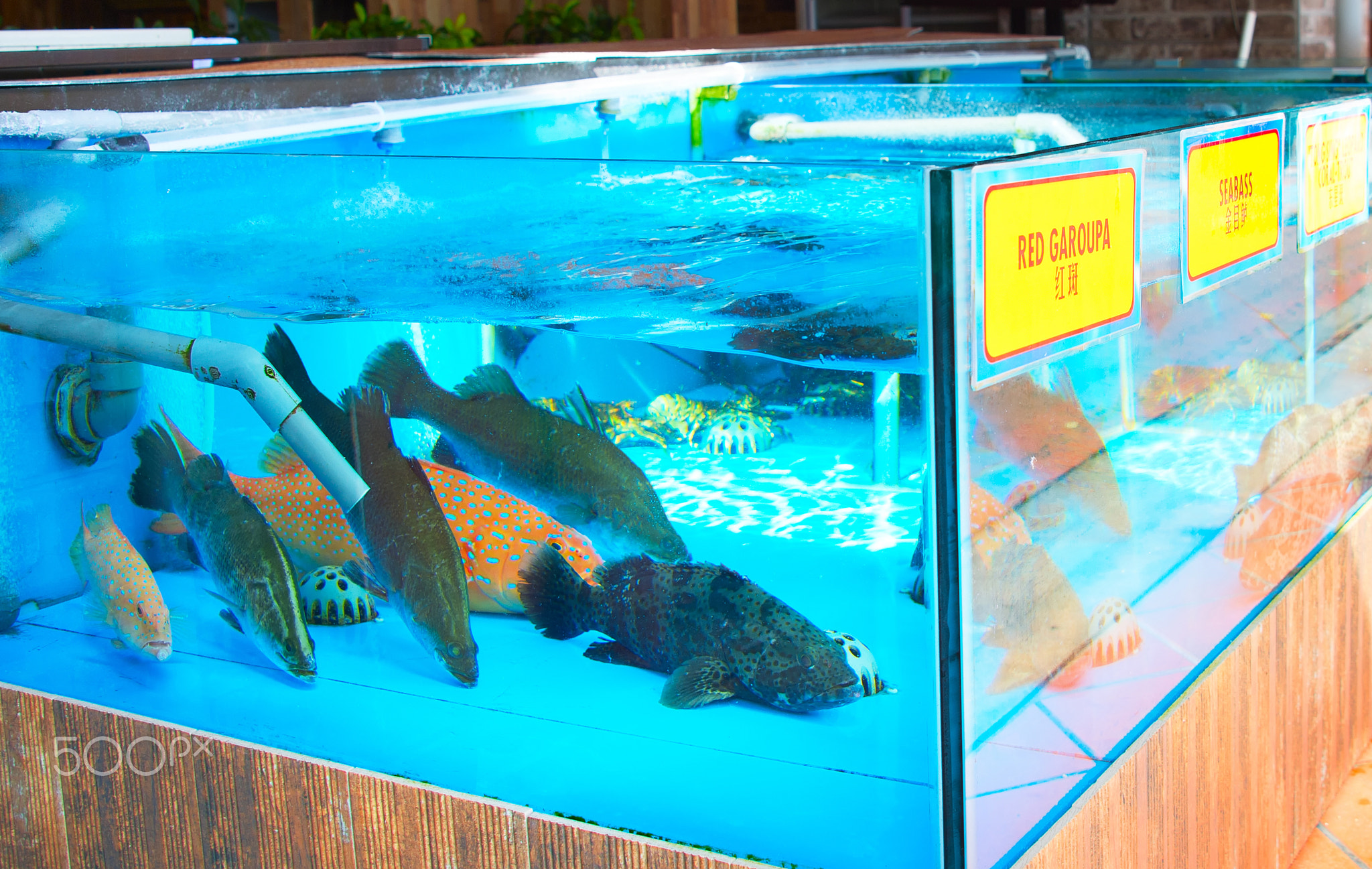 Fish aquarium at restaurant