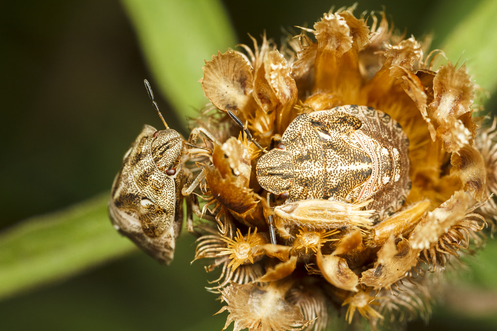 IMAGE: https://drscdn.500px.org/photo/1002502571/m%3D900/v2?sig=480e1352ea2358c5e71d7b43977a4deffcb76ca74d44d1cbce6085055f49d1b3