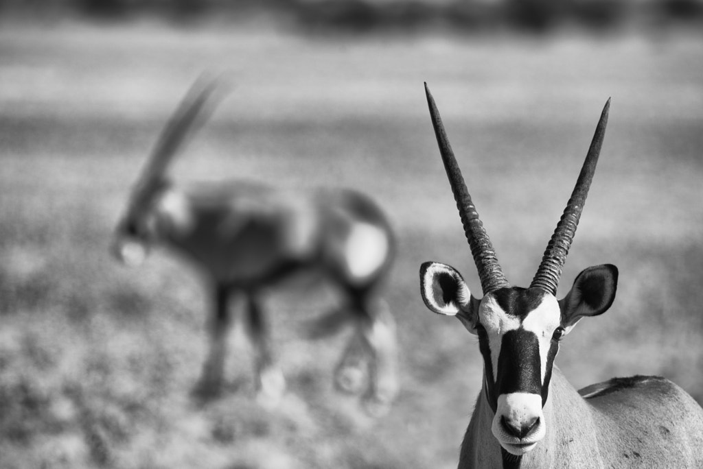 Oryx pair by Duncan Phillips on 500px.com