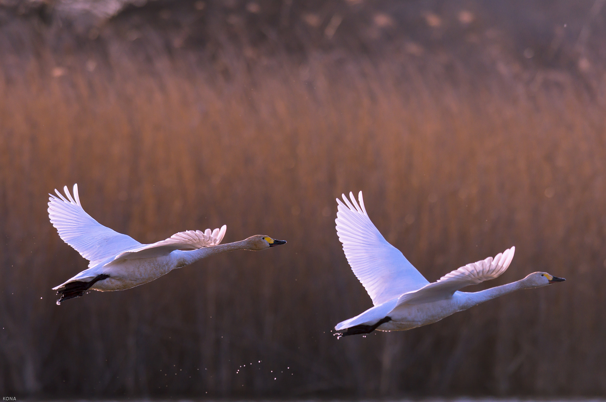 Nikon AF-S Nikkor 400mm F2.8G ED VR II sample photo. Swans photography