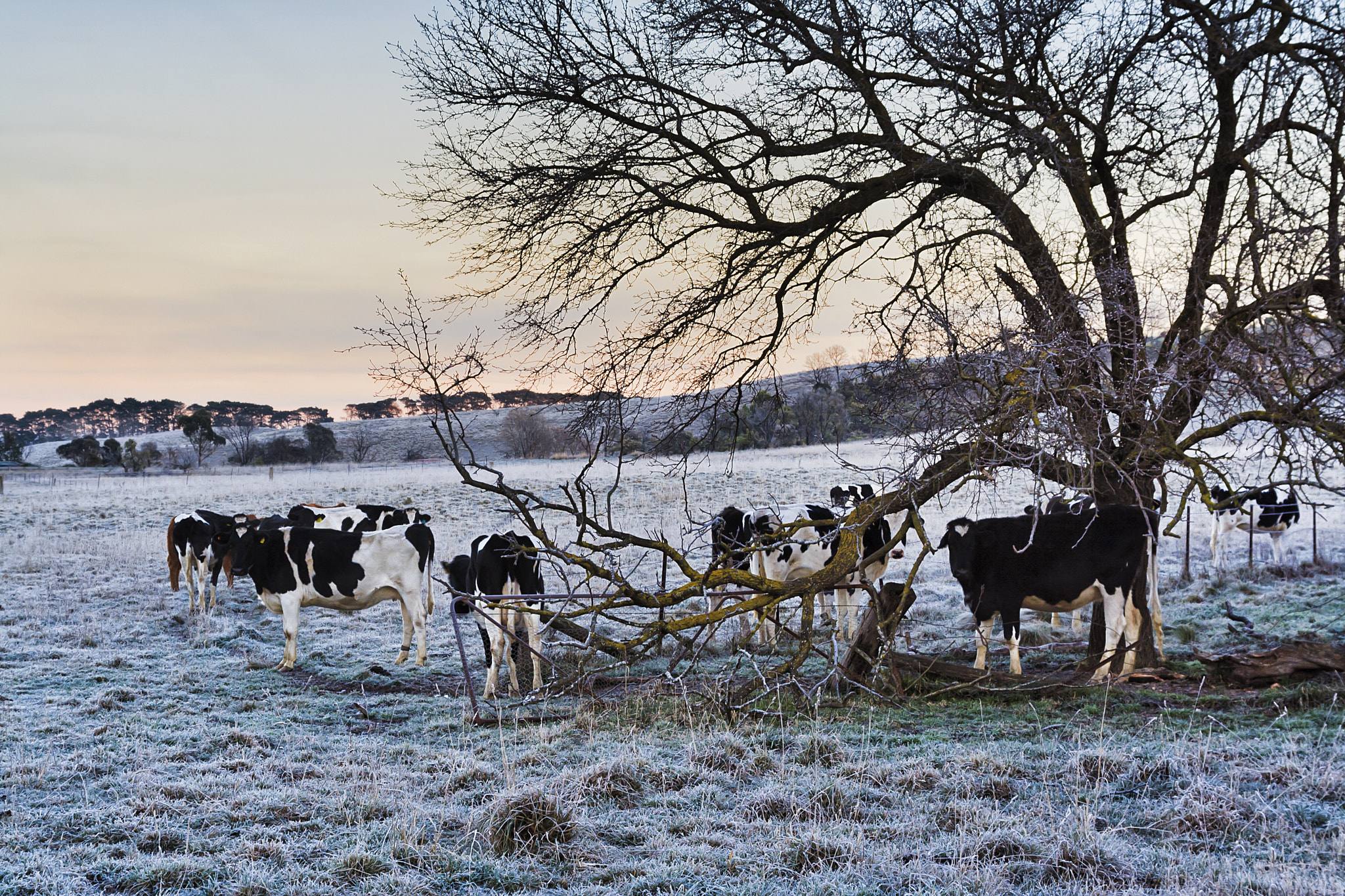 Country scene with cows and frost.