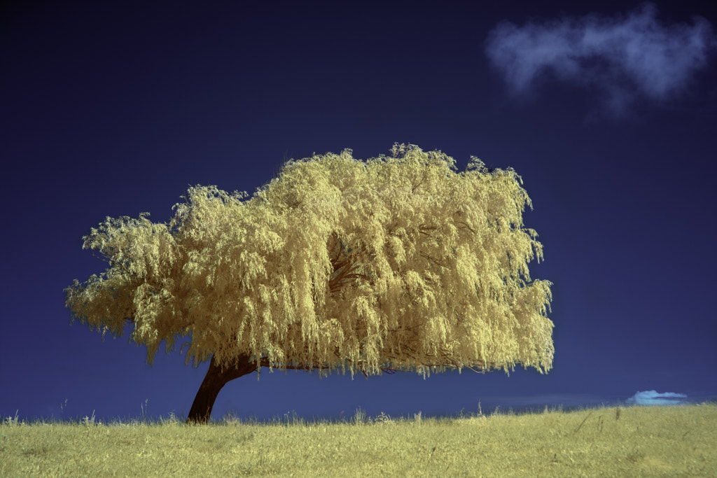 Solitario by Martín Zalba on 500px.com