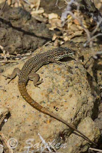 Lagartija de Columbretes Podarcis atrata by Santiago  Vidal Bort on 500px.com